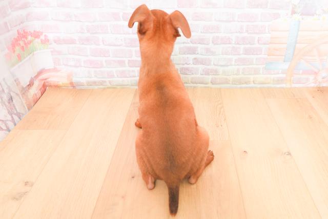 埼玉県のミニチュアピンシャー (Coo&RIKU川口戸塚店/2025年11月4日生まれ/男の子/レッド)の子犬の4枚目の画像