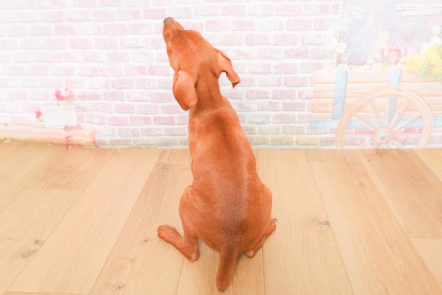 千葉県のミニチュアピンシャー (Coo&RIKU流山店/2025年11月4日生まれ/女の子/レッド)の子犬の4枚目の画像