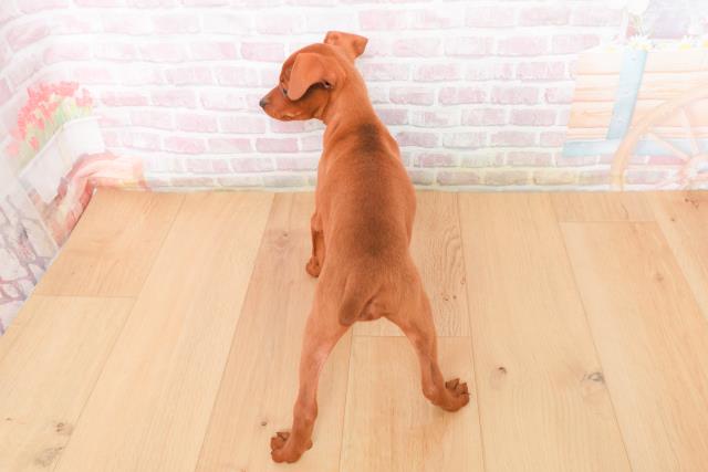 千葉県のミニチュアピンシャー (Coo&RIKU東船橋店/2025年11月4日生まれ/女の子/レッド)の子犬の4枚目の画像