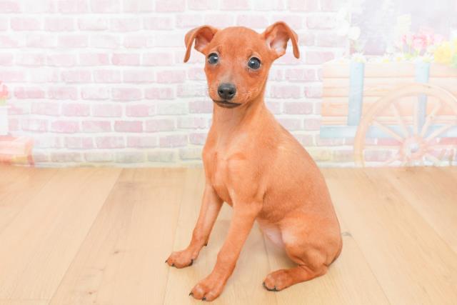 千葉県のミニチュアピンシャー (Coo&RIKU八街店/2025年11月4日生まれ/女の子/レッド)の子犬の2枚目の画像