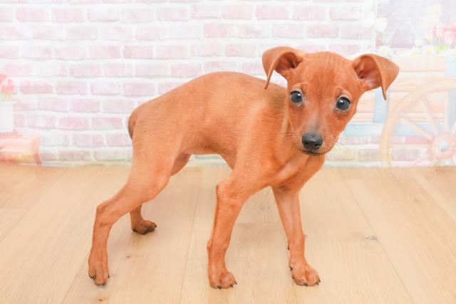 千葉県のミニチュアピンシャー (Coo&RIKU八街店/2025年11月4日生まれ/女の子/レッド)の子犬の3枚目の画像