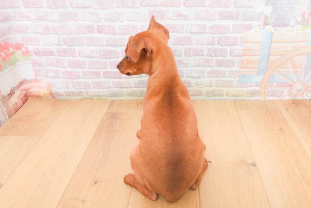 千葉県のミニチュアピンシャー (Coo&RIKU八街店/2025年11月4日生まれ/女の子/レッド)の子犬の4枚目の画像