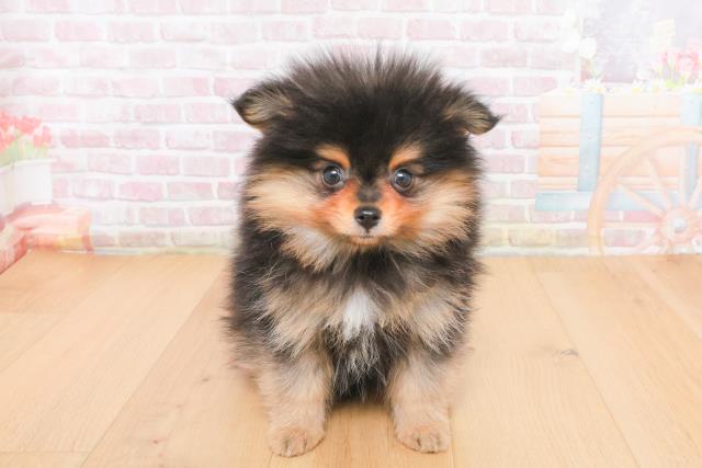 福島県のポメラニアン (Coo&RIKU郡山店/2025年11月5日生まれ/男の子/ブラックタン)の子犬