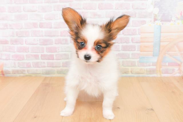 福島県のパピヨン (Coo&RIKU福島店/2025年11月5日生まれ/男の子/ホワイトブラウン)の子犬の1枚目の画像