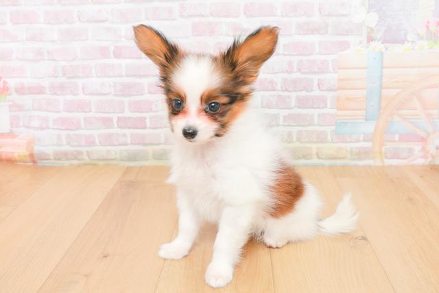 福島県のパピヨン (Coo&RIKU福島店/2025年11月5日生まれ/男の子/ホワイトブラウン)の子犬の2枚目の画像