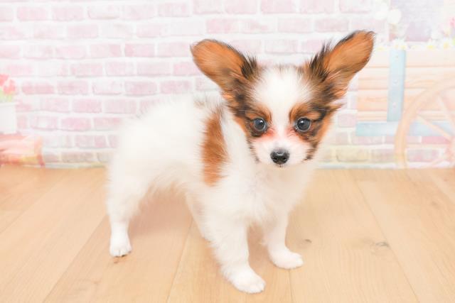 福島県のパピヨン (Coo&RIKU福島店/2025年11月5日生まれ/男の子/ホワイトブラウン)の子犬の3枚目の画像