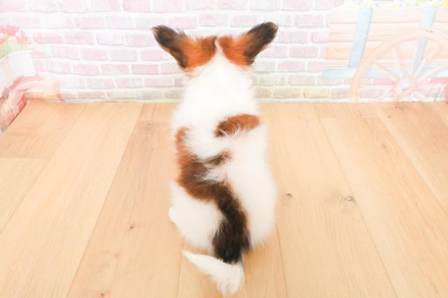 福島県のパピヨン (Coo&RIKU福島店/2025年11月5日生まれ/男の子/ホワイトブラウン)の子犬の4枚目の画像