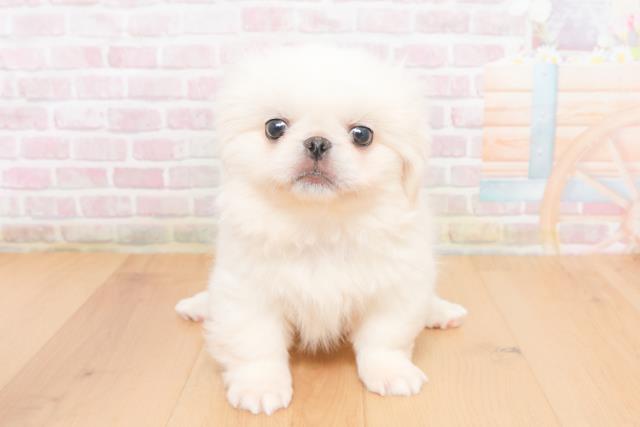 福島県のペキニーズ (Coo&RIKU福島店/2025年11月5日生まれ/男の子/ホワイト)の子犬