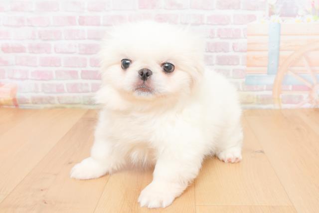 福島県のペキニーズ (Coo&RIKU福島店/2025年11月5日生まれ/男の子/ホワイト)の子犬の2枚目の画像