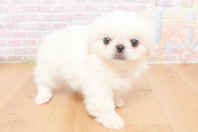 福島県のペキニーズ (Coo&RIKU福島店/2025年11月5日生まれ/男の子/ホワイト)の子犬の3枚目の画像