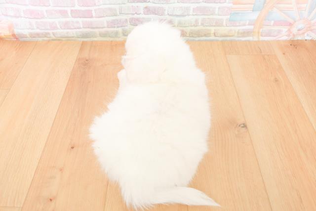 福島県のペキニーズ (Coo&RIKU福島店/2025年11月5日生まれ/男の子/ホワイト)の子犬の4枚目の画像