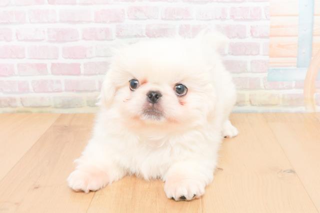 青森県のペキニーズ (Coo&RIKU青森店/2025年11月5日生まれ/男の子/ホワイト)の子犬の1枚目の画像