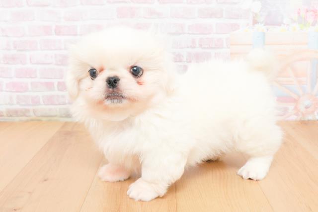 青森県のペキニーズ (Coo&RIKU青森店/2025年11月5日生まれ/男の子/ホワイト)の子犬の2枚目の画像