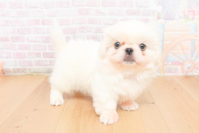 青森県のペキニーズ (Coo&RIKU青森店/2025年11月5日生まれ/男の子/ホワイト)の子犬の3枚目の画像