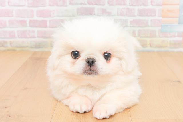 青森県のペキニーズ (Coo&RIKU弘前店/2025年11月5日生まれ/女の子/ホワイト)の子犬の1枚目の画像