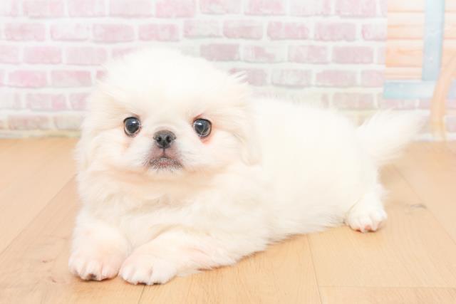 青森県のペキニーズ (Coo&RIKU弘前店/2025年11月5日生まれ/女の子/ホワイト)の子犬の2枚目の画像