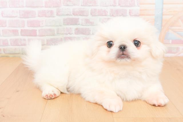 青森県のペキニーズ (Coo&RIKU弘前店/2025年11月5日生まれ/女の子/ホワイト)の子犬の3枚目の画像