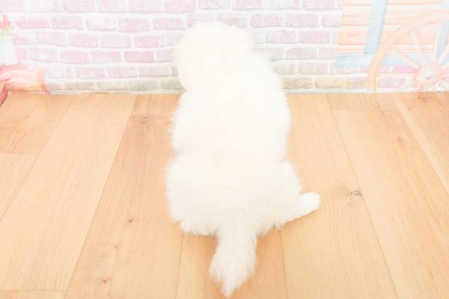 青森県のペキニーズ (Coo&RIKU弘前店/2025年11月5日生まれ/女の子/ホワイト)の子犬の4枚目の画像