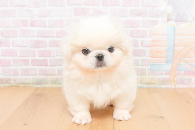 青森県のペキニーズ (Coo&RIKU八戸店/2025年11月5日生まれ/女の子/ホワイト)の子犬の1枚目の画像