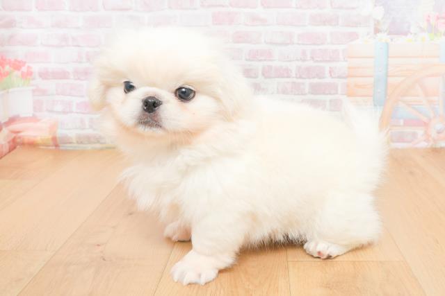 青森県のペキニーズ (Coo&RIKU八戸店/2025年11月5日生まれ/女の子/ホワイト)の子犬の2枚目の画像