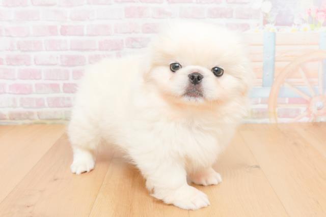 青森県のペキニーズ (Coo&RIKU八戸店/2025年11月5日生まれ/女の子/ホワイト)の子犬の3枚目の画像