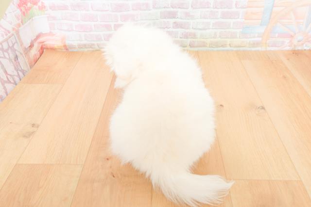 青森県のペキニーズ (Coo&RIKU八戸店/2025年11月5日生まれ/女の子/ホワイト)の子犬の4枚目の画像