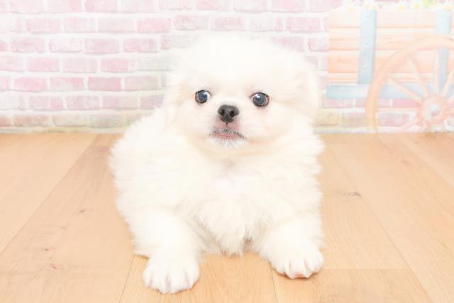 福島県のペキニーズ (Coo&RIKU郡山店/2025年11月6日生まれ/男の子/ホワイト)の子犬の1枚目の画像