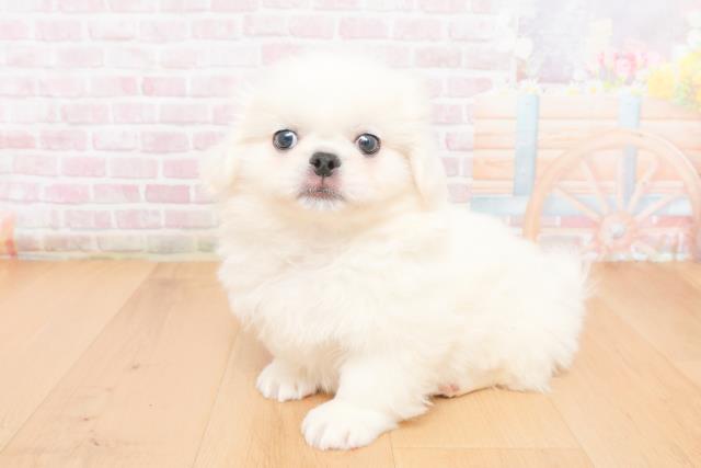 福島県のペキニーズ (Coo&RIKU郡山店/2025年11月6日生まれ/男の子/ホワイト)の子犬の2枚目の画像