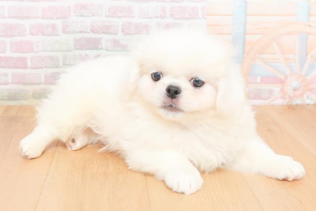 福島県のペキニーズ (Coo&RIKU郡山店/2025年11月6日生まれ/男の子/ホワイト)の子犬の3枚目の画像