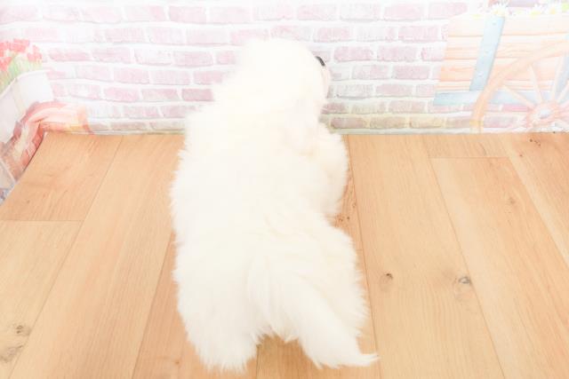 福島県のペキニーズ (Coo&RIKU郡山店/2025年11月6日生まれ/男の子/ホワイト)の子犬の4枚目の画像