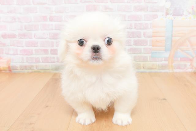 宮城県のペキニーズ (Coo&RIKU石巻店/2025年11月6日生まれ/女の子/ホワイト)の子犬の1枚目の画像