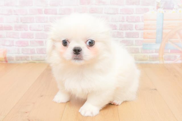 宮城県のペキニーズ (Coo&RIKU石巻店/2025年11月6日生まれ/女の子/ホワイト)の子犬の2枚目の画像