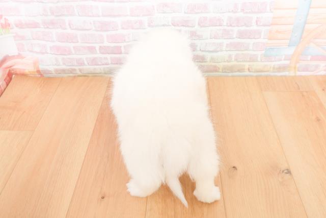 宮城県のペキニーズ (Coo&RIKU石巻店/2025年11月6日生まれ/女の子/ホワイト)の子犬の4枚目の画像