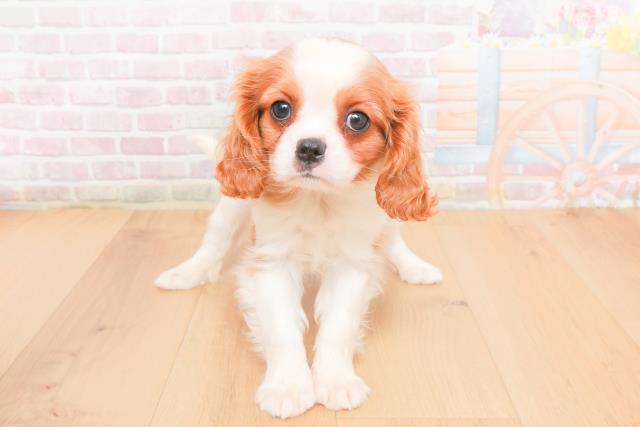 福島県のキャバリアキングチャールズスパニエル (Coo&RIKU郡山店/2025年11月6日生まれ/男の子/ブレンハイム)の子犬