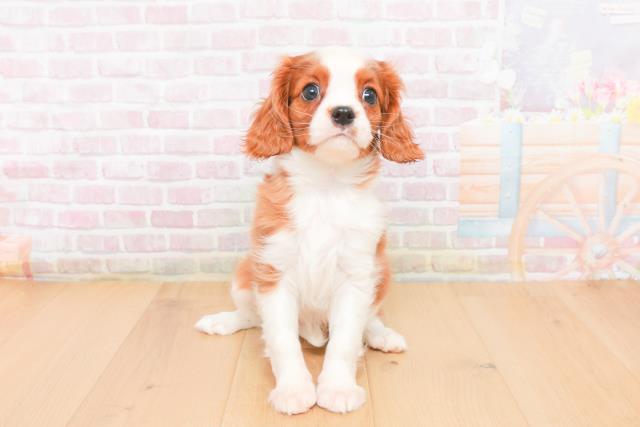 宮城県のキャバリアキングチャールズスパニエル (Coo&RIKU石巻店/2025年11月6日生まれ/女の子/ブレンハイム)の子犬の1枚目の画像