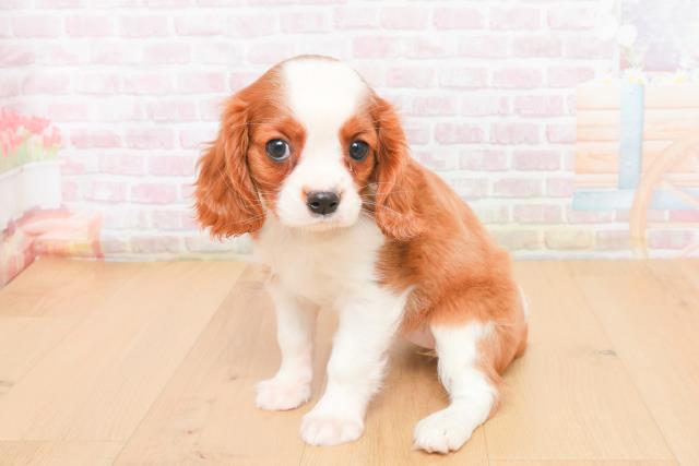 宮城県のキャバリアキングチャールズスパニエル (Coo&RIKU石巻店/2025年11月6日生まれ/女の子/ブレンハイム)の子犬の2枚目の画像