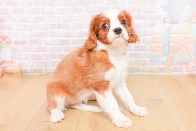 宮城県のキャバリアキングチャールズスパニエル (Coo&RIKU石巻店/2025年11月6日生まれ/女の子/ブレンハイム)の子犬の3枚目の画像