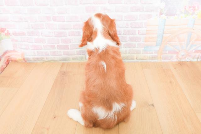 宮城県のキャバリアキングチャールズスパニエル (Coo&RIKU石巻店/2025年11月6日生まれ/女の子/ブレンハイム)の子犬の4枚目の画像