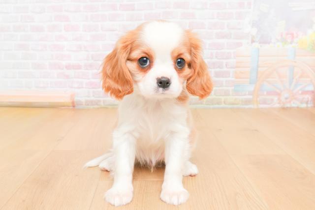 岩手県のキャバリアキングチャールズスパニエル (Coo&RIKU岩手盛岡店/2025年11月6日生まれ/女の子/ブレンハイム)の子犬の1枚目の画像