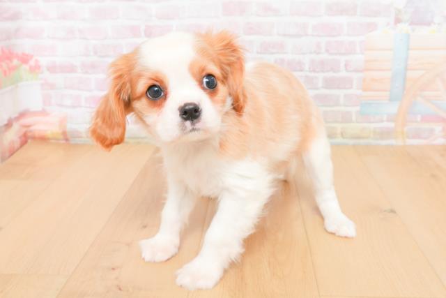 岩手県のキャバリアキングチャールズスパニエル (Coo&RIKU岩手盛岡店/2025年11月6日生まれ/女の子/ブレンハイム)の子犬の2枚目の画像