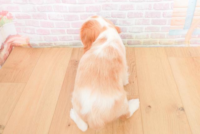 岩手県のキャバリアキングチャールズスパニエル (Coo&RIKU岩手盛岡店/2025年11月6日生まれ/女の子/ブレンハイム)の子犬の4枚目の画像