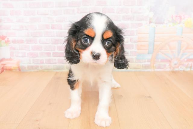 青森県のキャバリアキングチャールズスパニエル (Coo&RIKU弘前店/2025年11月6日生まれ/女の子/トライカラー)の子犬の1枚目の画像