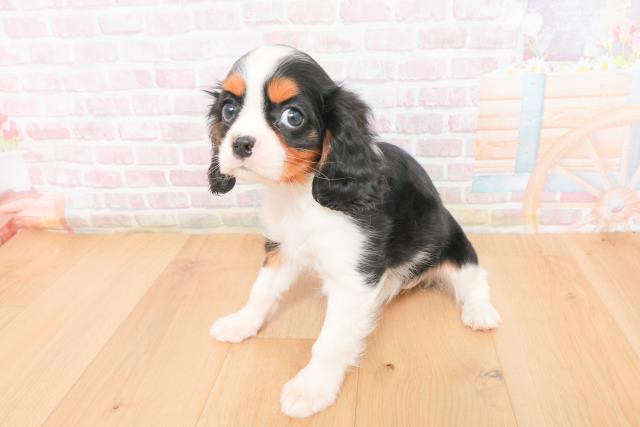 青森県のキャバリアキングチャールズスパニエル (Coo&RIKU弘前店/2025年11月6日生まれ/女の子/トライカラー)の子犬の2枚目の画像