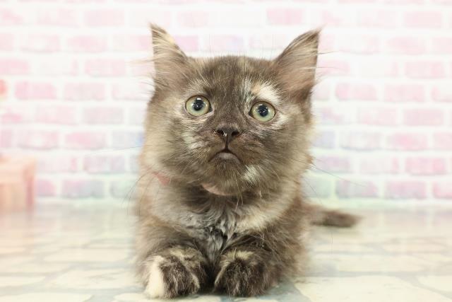 福島県のマンチカン (Coo&RIKUいわき店/2025年10月23日生まれ/女の子/トーティー)の子猫の1枚目の画像