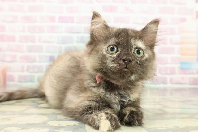 福島県のマンチカン (Coo&RIKUいわき店/2025年10月23日生まれ/女の子/トーティー)の子猫の3枚目の画像