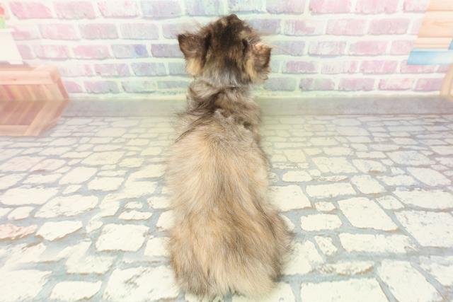 福島県のマンチカン (Coo&RIKUいわき店/2025年10月23日生まれ/女の子/トーティー)の子猫の4枚目の画像