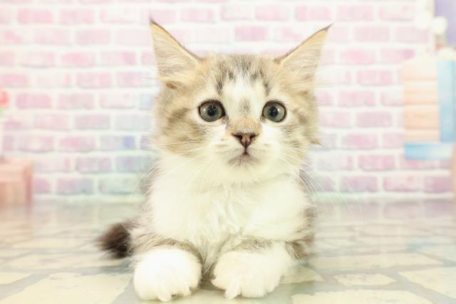 埼玉県のマンチカン (Coo&RIKUヤオコー幸手店/2025年10月23日生まれ/男の子/ブラウンタビーホワイト)の子猫の1枚目の画像