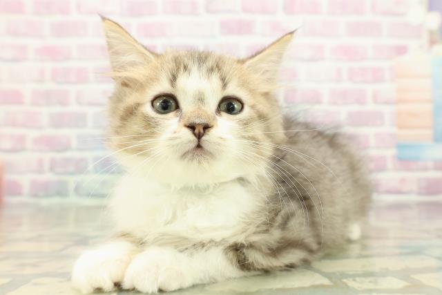 埼玉県のマンチカン (Coo&RIKUヤオコー幸手店/2025年10月23日生まれ/男の子/ブラウンタビーホワイト)の子猫の2枚目の画像