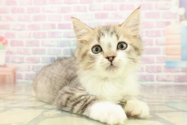 埼玉県のマンチカン (Coo&RIKUヤオコー幸手店/2025年10月23日生まれ/男の子/ブラウンタビーホワイト)の子猫の3枚目の画像