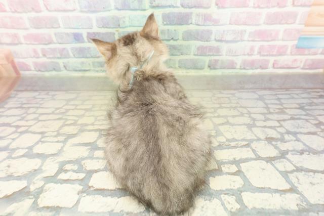 埼玉県のマンチカン (Coo&RIKUヤオコー幸手店/2025年10月23日生まれ/男の子/ブラウンタビーホワイト)の子猫の4枚目の画像